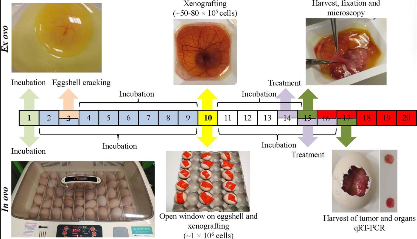 Timeline of the chick CAM assay